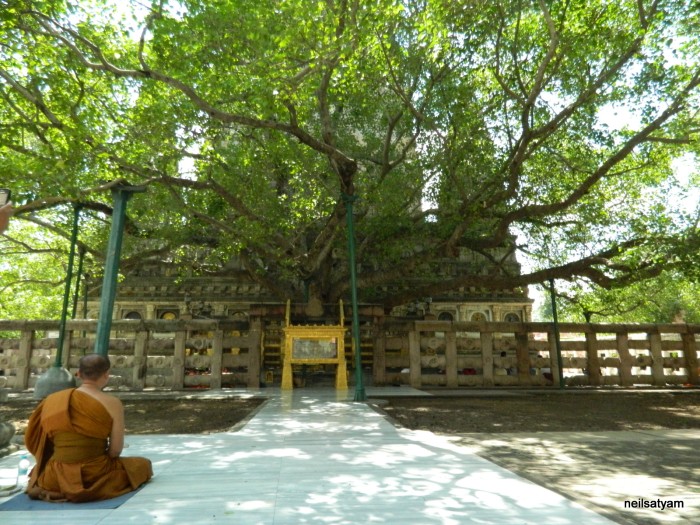 Bodhi_Tree_Distant_View