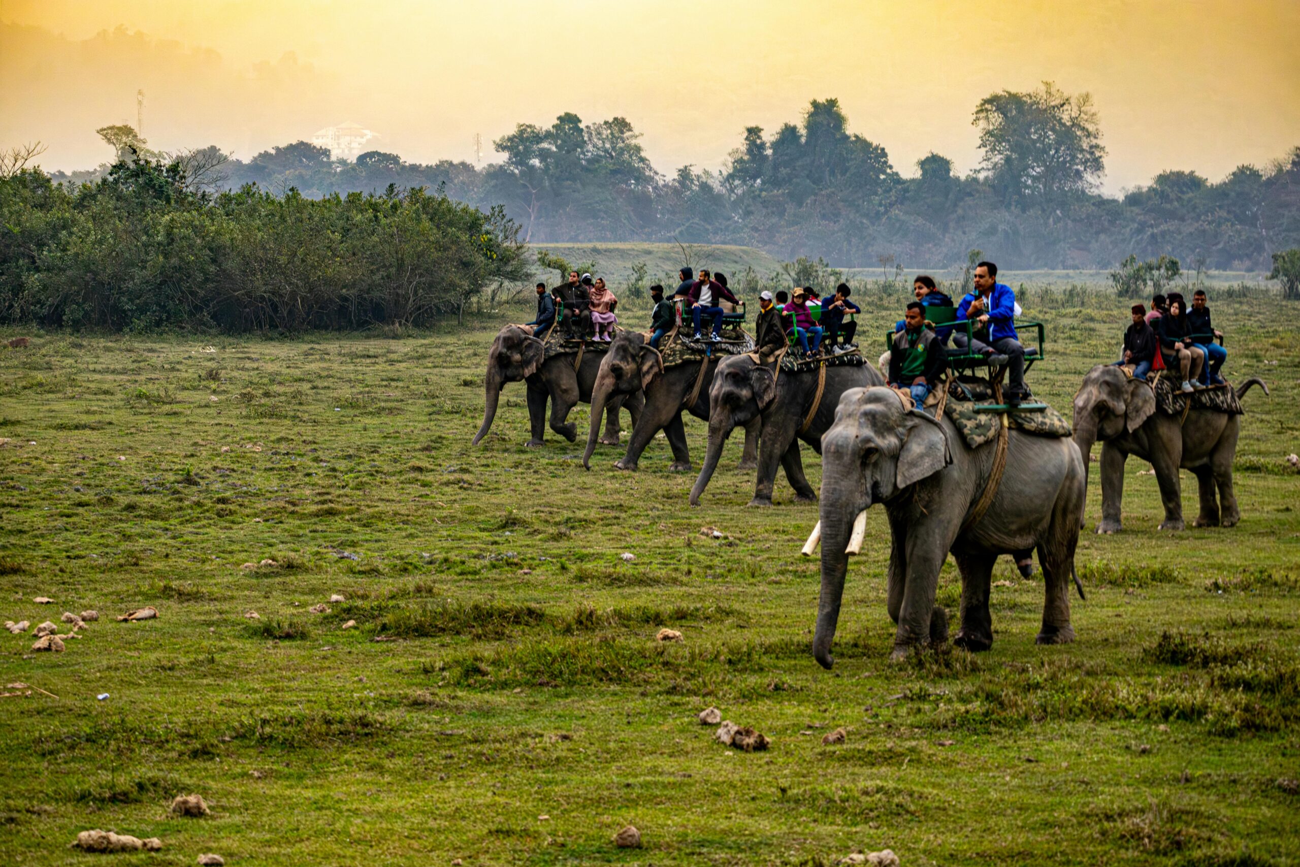 Eco Tourism Tourists enjoy an elephant safari in a lush natural landscape at sunset.